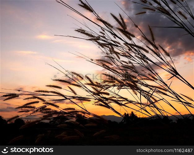 Beautiful scene of grass flower with wind blows gently on sunset background. This grass flower scientific name is Pennisetum pedicellatum.
