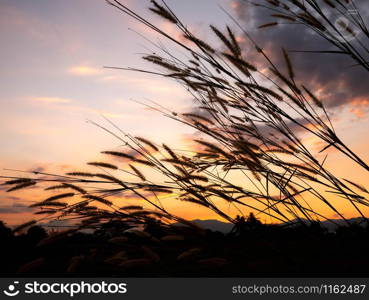 Beautiful scene of grass flower with wind blows gently on sunset background. This grass flower scientific name is Pennisetum pedicellatum.