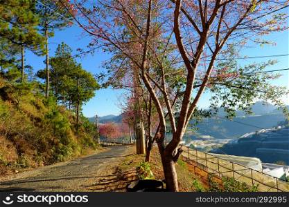 Beautiful scenery from travel destination at Da Lat, Viet Nam in spring, row of sakura blossom tree on small street under blue sky at morning, cherry blossom flower in pink make wonderful landscape