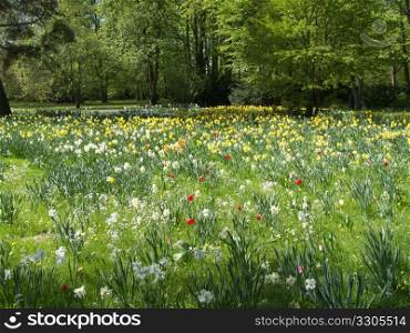 beautiful scenery of a lawn dotted with tulips