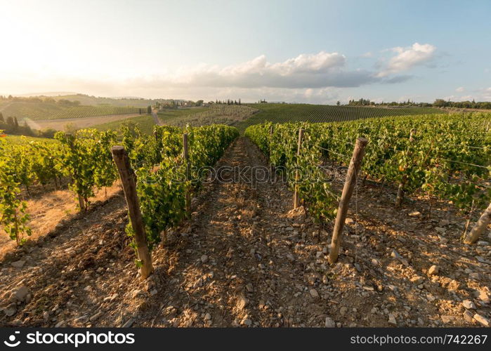 Beautiful scenery of a vine farm in Tuscany, grapevine in the evening sun