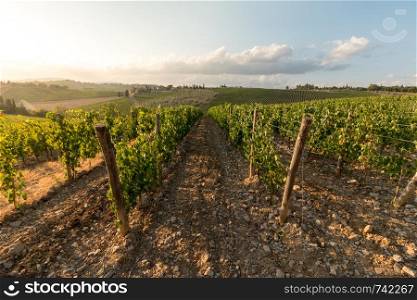 Beautiful scenery of a vine farm in Tuscany, grapevine in the evening sun
