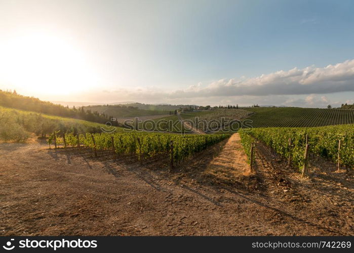 Beautiful scenery of a vine farm in Tuscany, grapevine in the evening sun