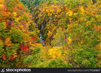 Beautiful scenic landscape of mountain at Naruko Gorge with the colorful foliage of autumn season in the forest and natural stream flow at the foot of mountain in Naruko City, Miyagi Prefecture, Japan.