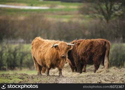 Beautiful Scottish Highland Cattle grazing in field