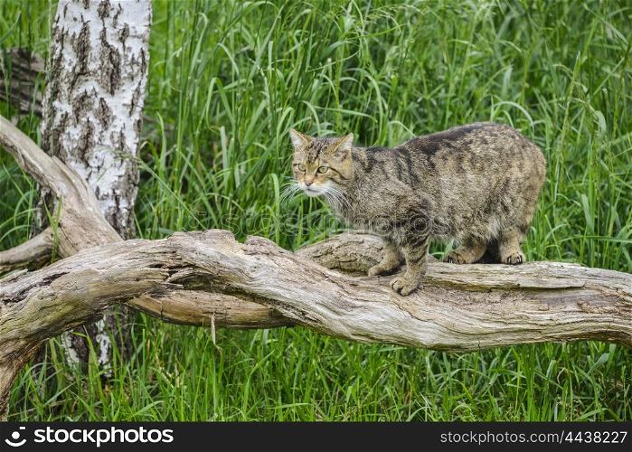 Beautiful Scottish Wildcat relaxing on tree in Summer sunlight