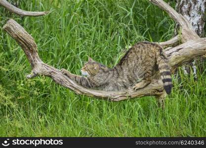 Beautiful Scottish Wildcat relaxing on tree in Summer sunlight