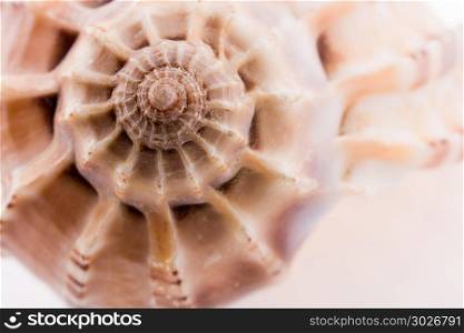 Beautiful sea shell. Beautiful sea shell on a white background