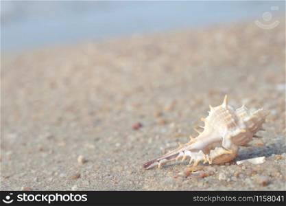 beautiful sea shell on sand with wave of on the beach over seascape in the under sunset sun light
