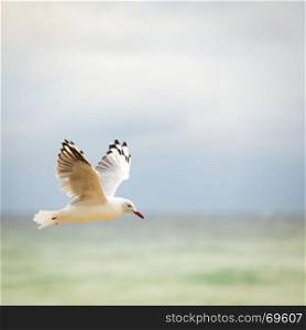 Beautiful seagull bird in flight over the ocean