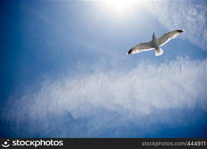 Beautiful seagull in the blue sky