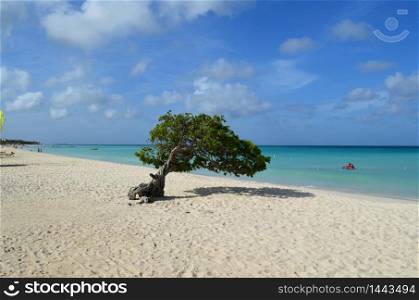 Beautiful seascape with a twisted divi divi tree on the beach.