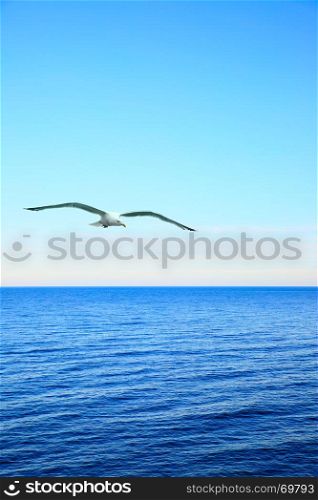 Beautiful seascape with soaring sea-gull