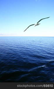 Beautiful seascape with soaring seagull over sea. Copyspace composition