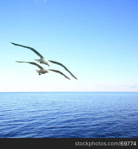 Beautiful seascape with two flying seagulls