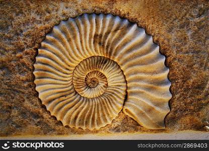 Beautiful seashell