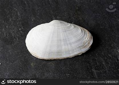 Beautiful seashells