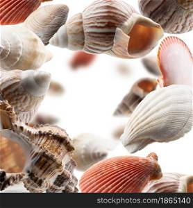 Beautiful seashells levitate on a white background.. Beautiful seashells levitate on a white background