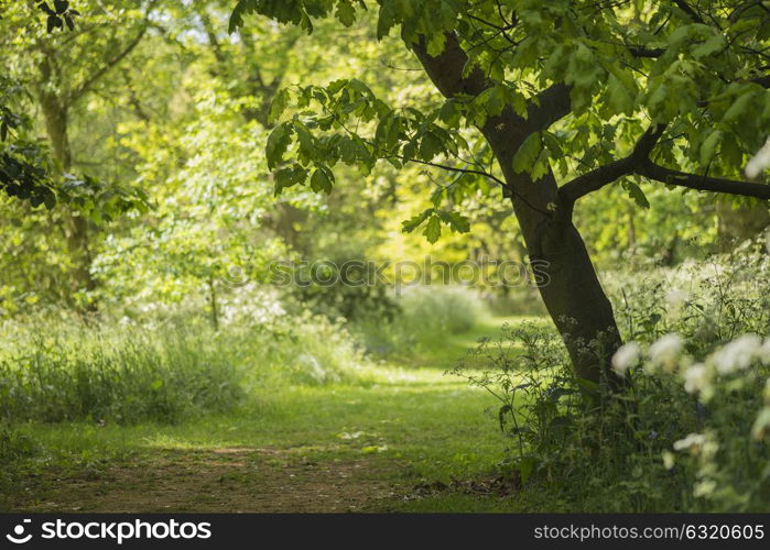 Beautiful shallow depth of field fresh landscape of English forest and countryside in Spring sunshine