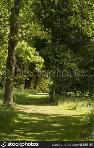 Beautiful shallow depth of field fresh landscape of English forest and countryside in Spring sunshine