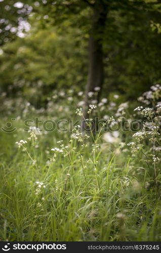 Beautiful shallow depth of field landscape image of English countryside