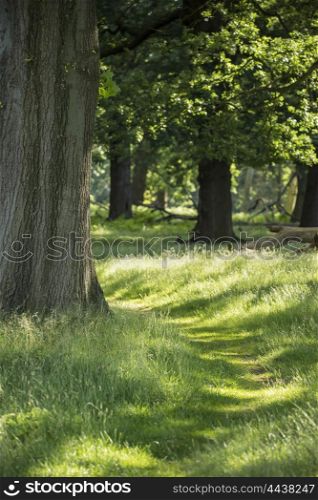 Beautiful shallow depth of field landscape of lush green forest in Summer