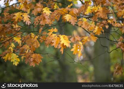 Beautiful shallow depth of field macro image of colorful Autumn . Beautiful shallow depth of field macro image of vibrant Autumn Fall leaves in forest
