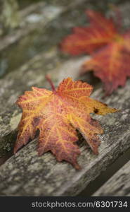 Beautiful shallow depth of field macro image of vibrant Autumn Fall leaves in forest