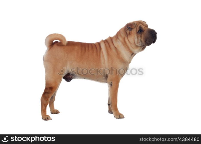 Beautiful Shar Pei Dog Breed isolated on a white background