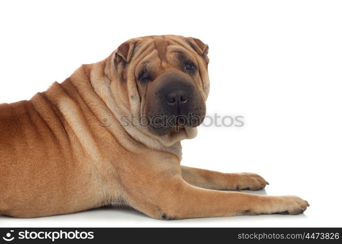 Beautiful Shar Pei Dog Breed isolated on a white background