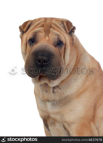 Beautiful Shar Pei Dog Breed isolated on a white background