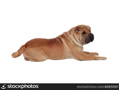 Beautiful Shar Pei Dog Breed isolated on a white background