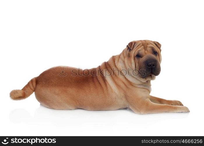 Beautiful Shar Pei Dog Breed isolated on a white background