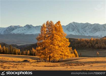 Beautiful shot of a valley full of golden trees and white snowy mountains in the background and a lone tree in the foreground. Fall time. Sunset. Altai mountains, Russia. Golden hour.. Beautiful shot of a valley full of golden trees and white snowy mountains in the background and a lone tree in the foreground. Fall time. Sunset. Altai mountains, Russia. Golden hour