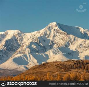 Beautiful shot of a white snowy mountain and hills with trees in the foreground. Blue sky as a background. Fall time. Sunrise. Golden hour. Altai mountains, Russia.. Beautiful shot of a white snowy mountain and hills with trees in the foreground. Blue sky as a background. Fall time. Sunrise. Golden hour. Altai mountains, Russia