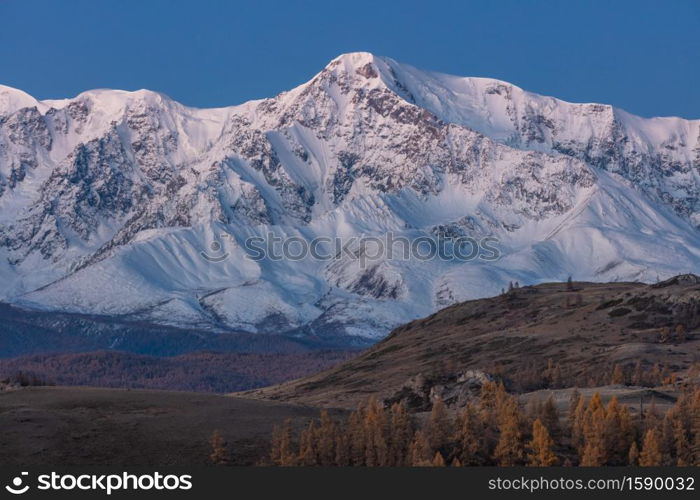 Beautiful shot of a white snowy mountain and hills with trees in the foreground. Fall time. Sunrise. Blue hour. Altai mountains, Russia.. Beautiful shot of a white snowy mountain and hills with trees in the foreground. Fall time. Sunrise. Blue hour. Altai mountains, Russia