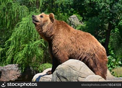 Beautiful shot of an animal in nature. Brown bear -  Ursus arctos 