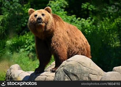 Beautiful shot of an animal in nature. Brown bear -  Ursus arctos 