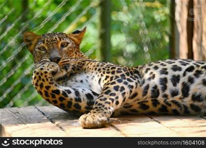 Beautiful shot of an animal in the wild - leopard - panther.