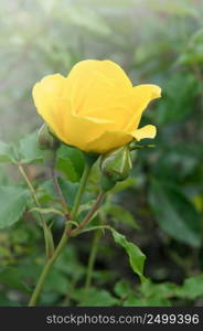 beautiful shrub roses in the garden