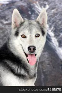 Beautiful siberian dog in the snowed mountain