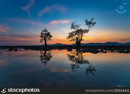 Beautiful Silhouette tree dusk evening blue sky mirroring water
