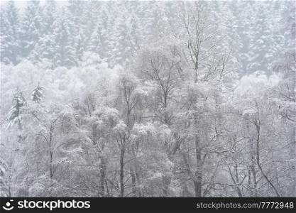 Beautiful simple landscape image of snow covered trees during Winter snow fall on shores of Loch Lomond in Scotland