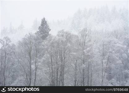 Beautiful simple landscape image of snow covered trees during Winter snow fall on shores of Loch Lomond in Scotland