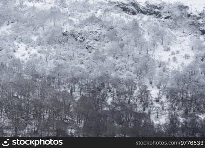 Beautiful simple landscape image of snow covered trees during Winter snow fall on shores of Loch Lomond in Scotland