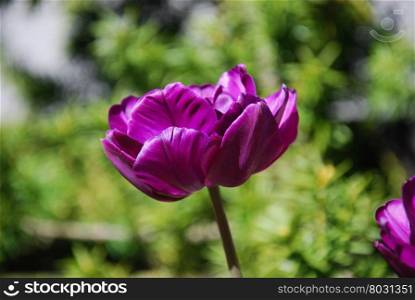 Beautiful single purple tulip closeup