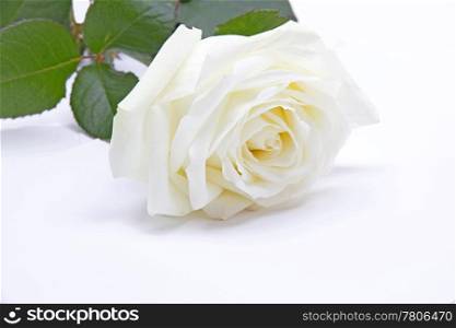 Beautiful single white rose
