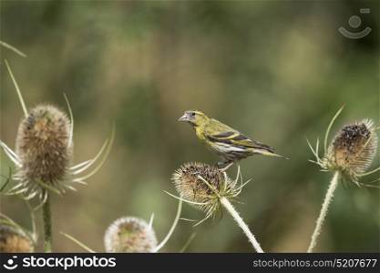 Beautiful Siskin bird Spinus Spinus on teasels in woodland landscape setting