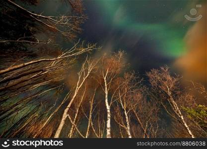 Beautiful Skyscape of a Northern Lights over High Trees. Magical Green Aurora Lights in the Night Sky. Amazing Natural Phenomena. Norway.