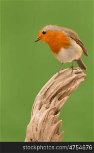 Beautiful small bird with a orange feathers on a green background